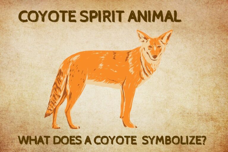 Coyote Spirit Animal: What Does a Coyote Symbolize?