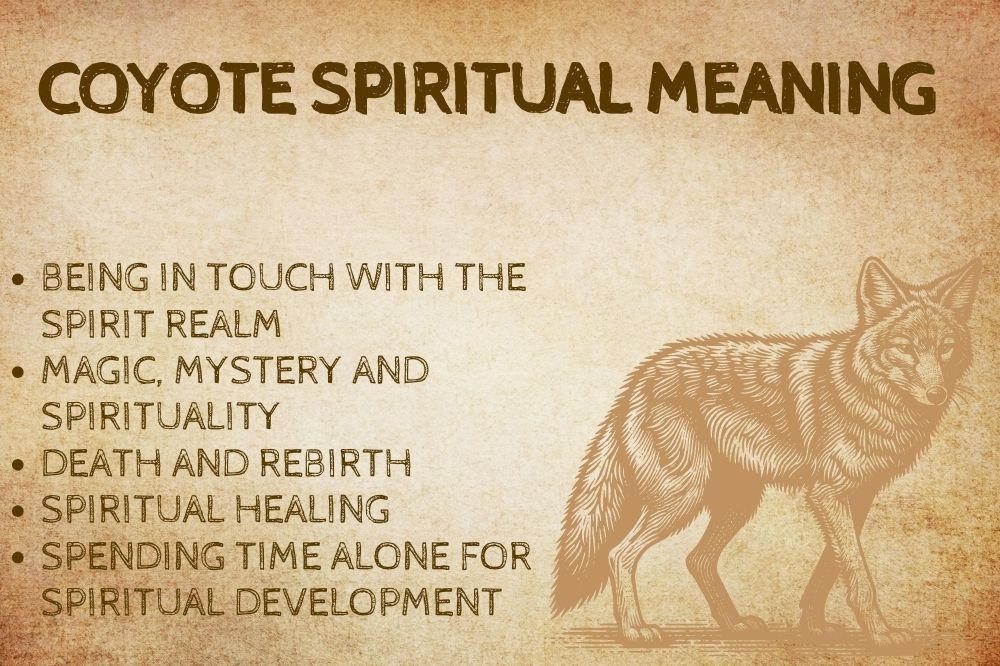 Coyote Spiritual Meaning