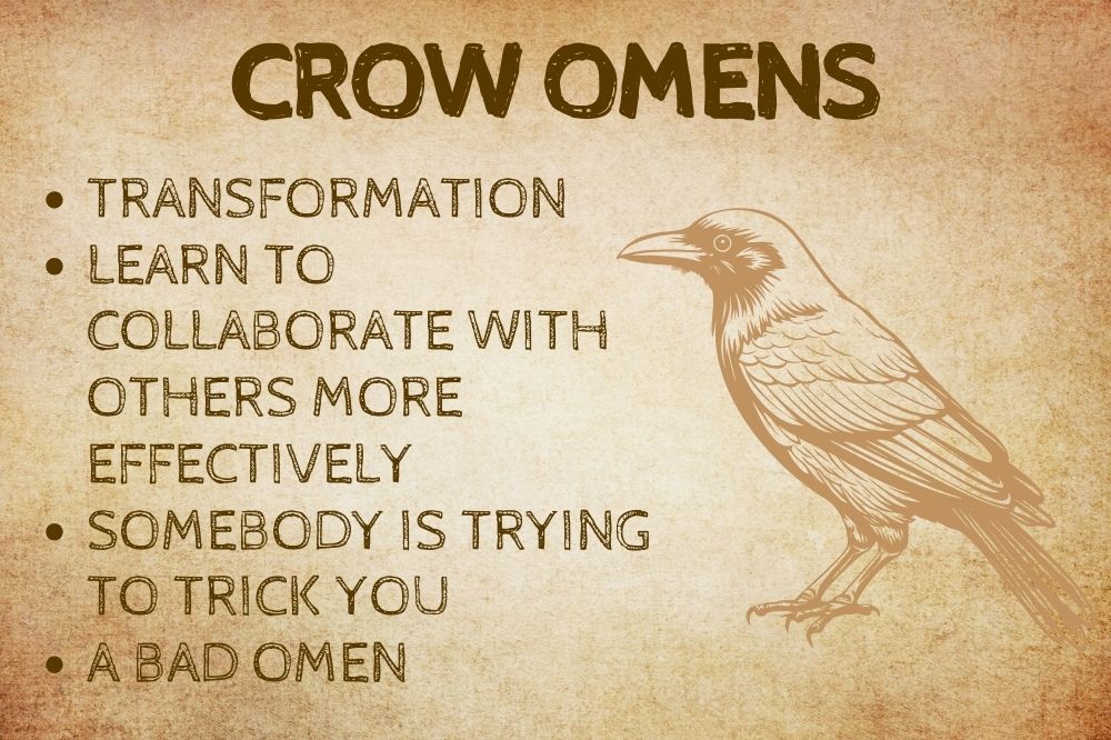 Crow Omens
