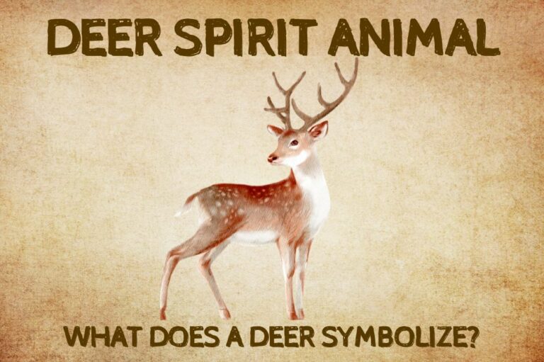 Deer Spirit Animal: What Does a Deer Symbolize?
