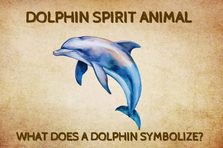 Dolphin Spirit Animal What Does a Dolphin Symbolize