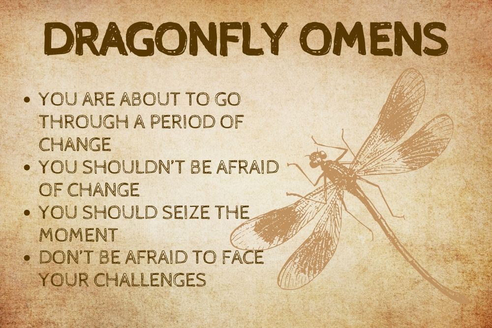 Dragonfly Omens