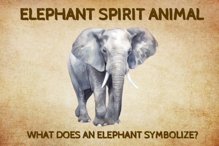Elephant Spirit Animal: What Does an Elephant Symbolize?