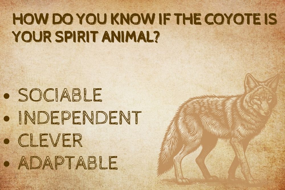 How Do You Know if the Coyote is Your Spirit Animal