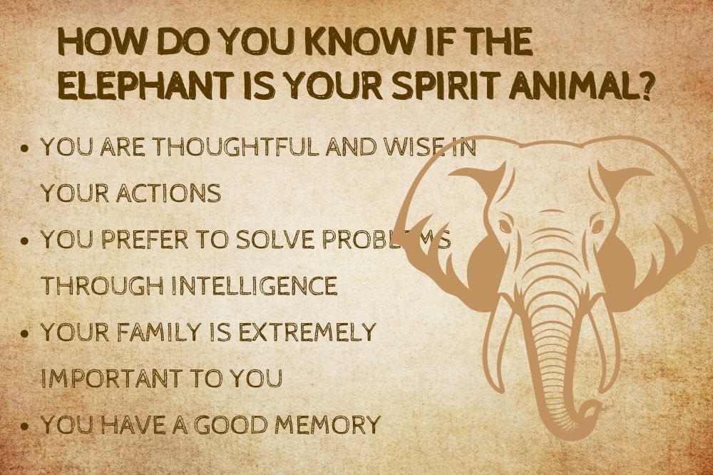 How Do You Know if the Elephant is Your Spirit Animal?