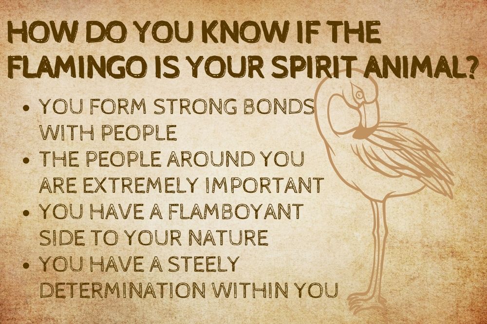 How Do You Know if the Flamingo is Your Spirit Animal