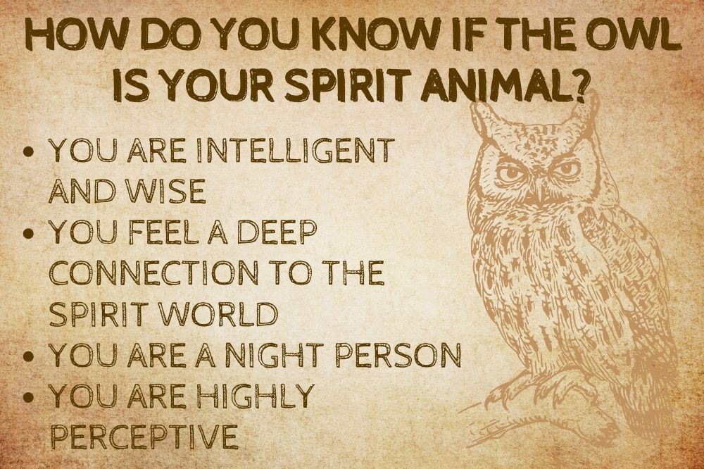 How Do You Know if the Owl is Your Spirit Animal?