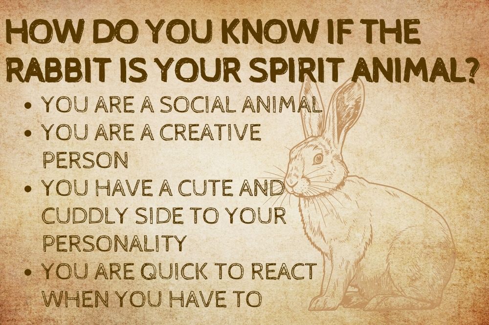 How Do You Know if the Rabbit is Your Spirit Animal