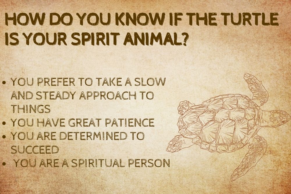 How Do You Know if the Turtle is Your Spirit Animal