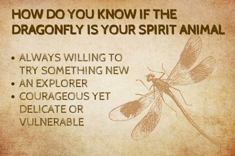 How do you know if the dragonfly is your spirit animal