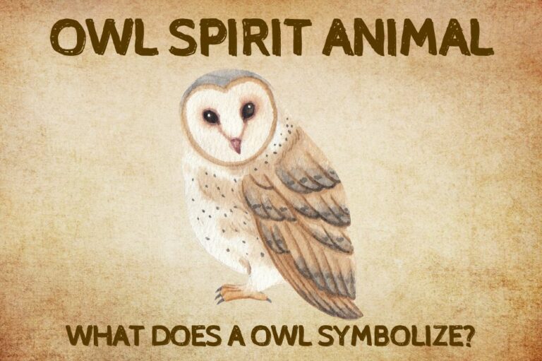Owl Spirit Animal: What Does a Owl Symbolize?