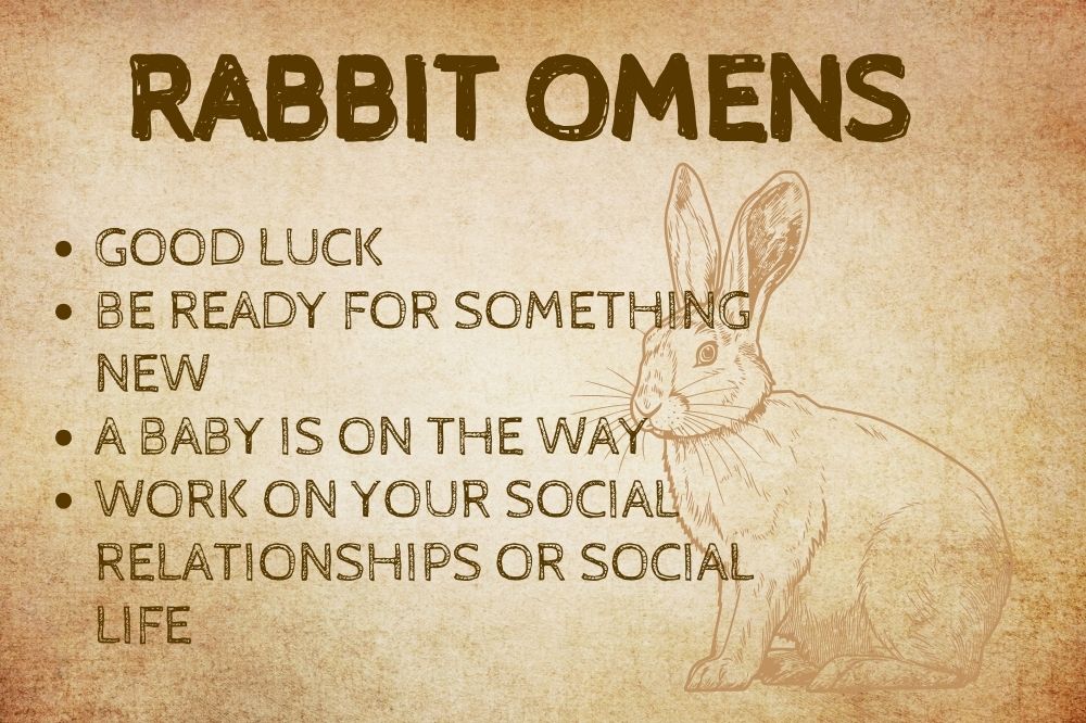 Rabbit Omens