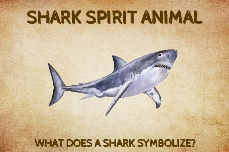 Shark Spirit Animal What Does a Shark Symbolize