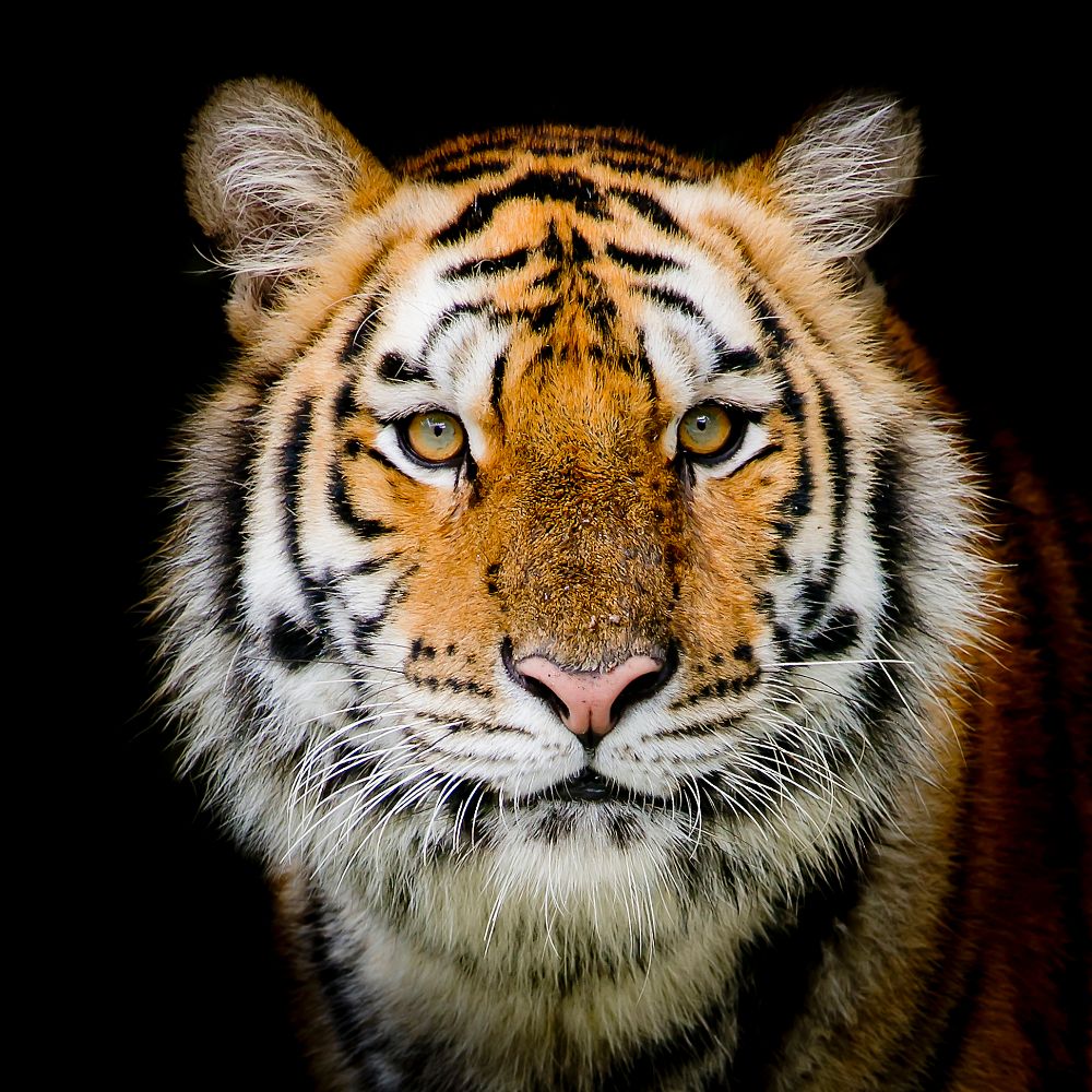 Tiger Spiritual Meaning
