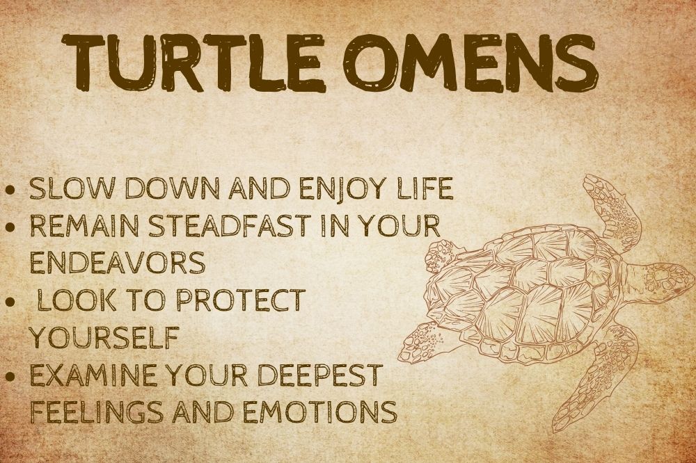 Turtle Omens