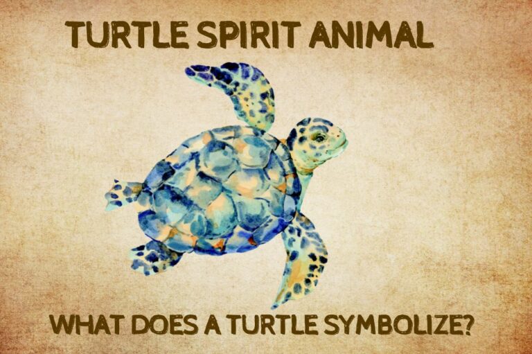 Turtle Spirit Animal: What Does a Turtle Symbolize?