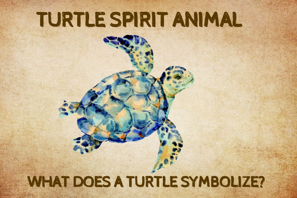 Turtle Spirit Animal What Does a Turtle Symbolize