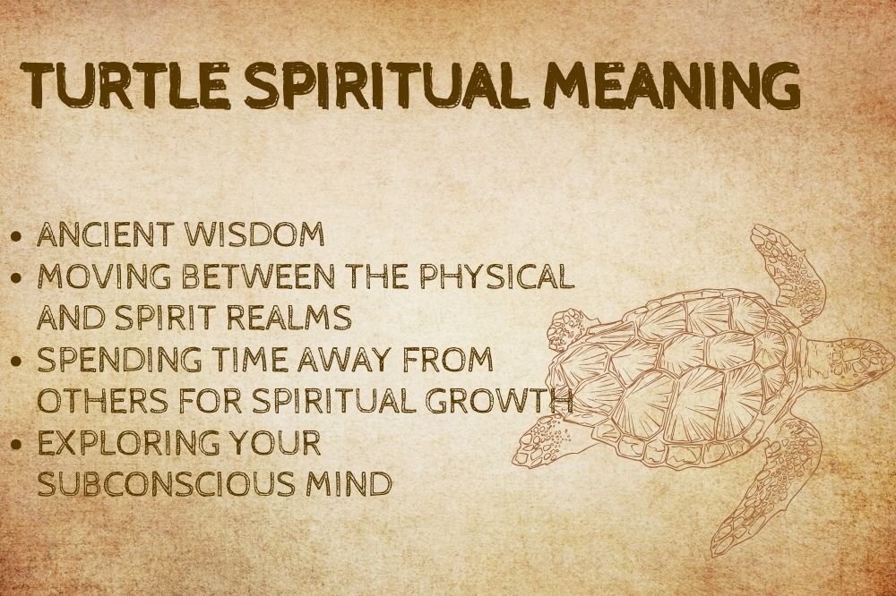 Turtle Spiritual Meaning