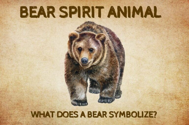 Bear Spirit Animal: What Does a Bear Symbolize?