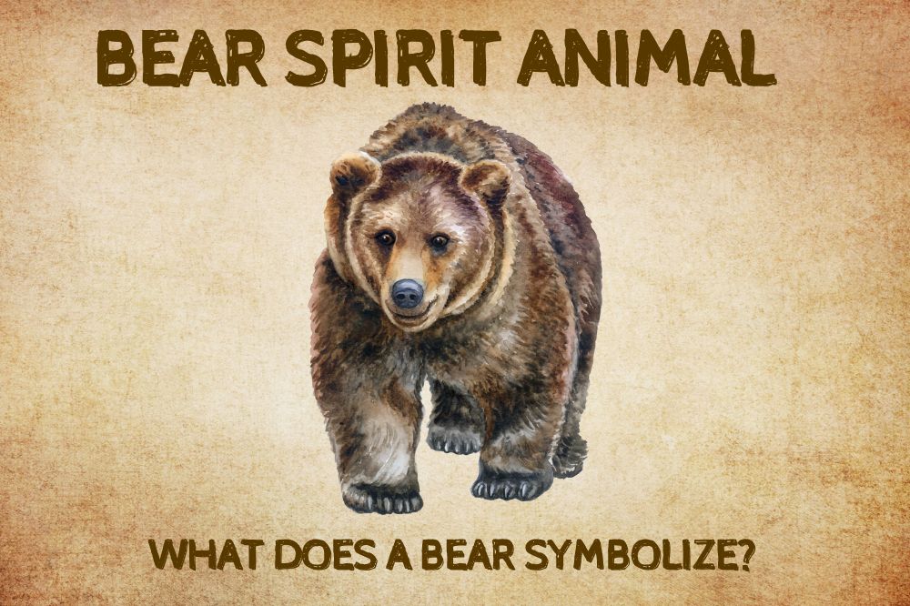 bear spirit animal
