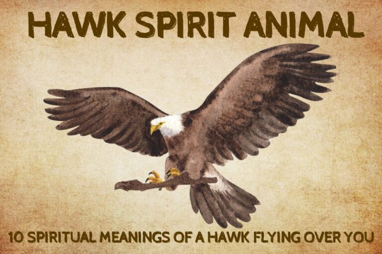 10 Spiritual Meanings of a Hawk Flying Over You