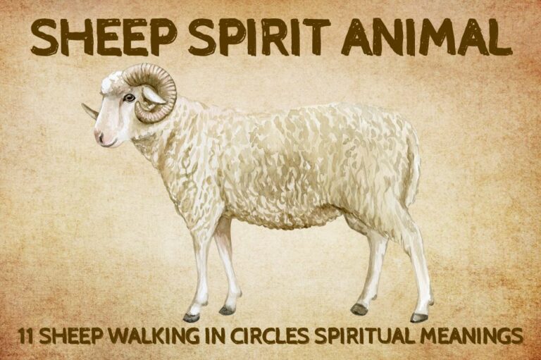11 Sheep Walking in Circles Spiritual Meanings