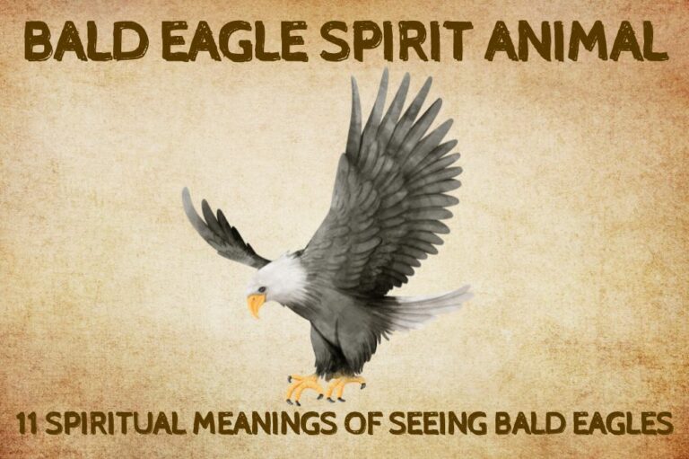 11 Spiritual Meanings of Seeing Bald Eagles