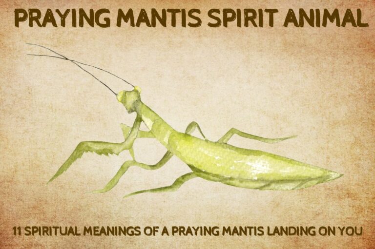 11 Spiritual Meanings of a Praying Mantis Landing on You