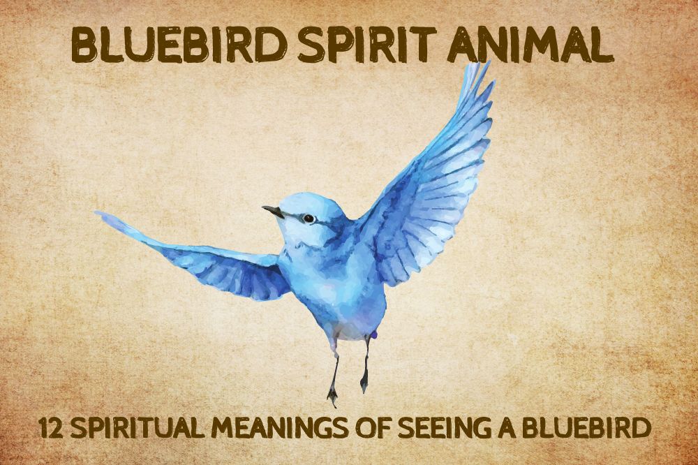 12 Spiritual Meanings Of Seeing A Bluebird