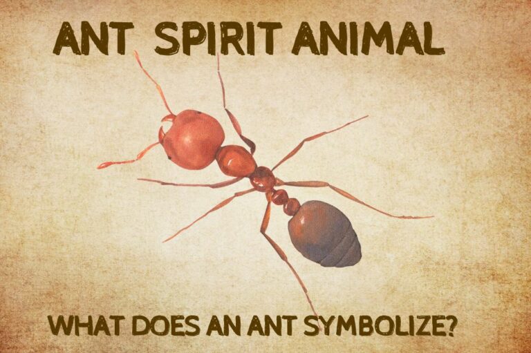 Ant Spirit Animal: What Does An Ant Symbolize?