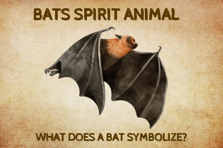 Bat Spirit Animal: What Does a bat Symbolize?