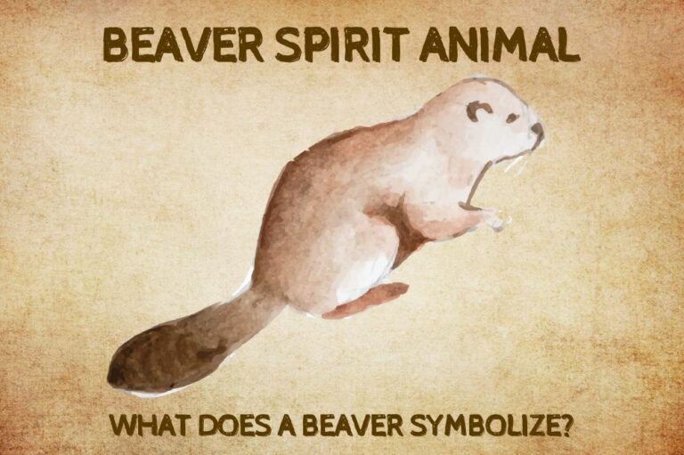 Beaver Spirit Animal: What Does a Beaver Symbolize?