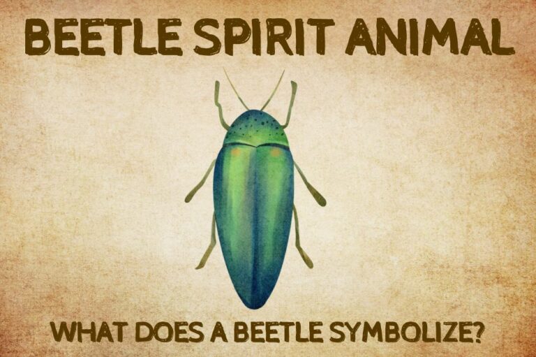 Beetle Spirit Animal: What Does a Beetle Symbolize?
