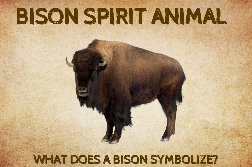 Bison Spirit Animal What Does a Bison Symbolize