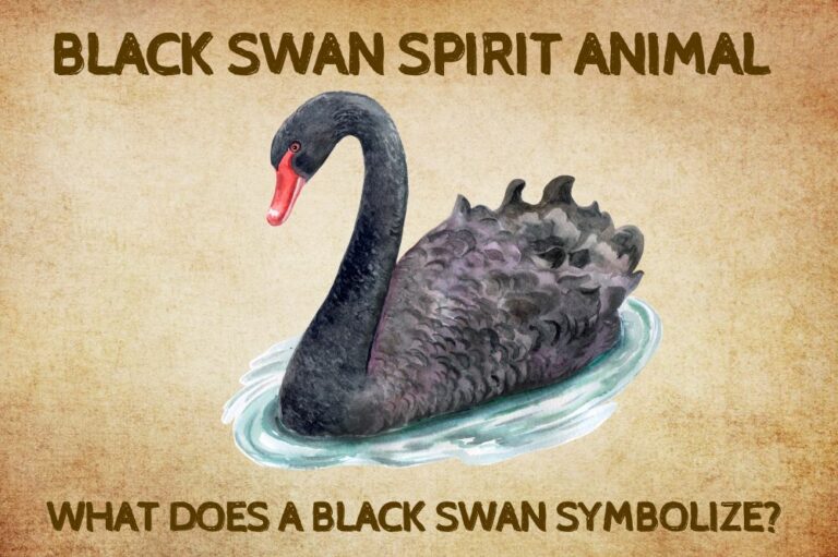 Black Swan Spirit Animal: What Does a Black Swan Symbolize?