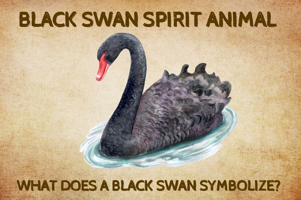 Black Swan Spirit Animal What Does a Black Swan Symbolize