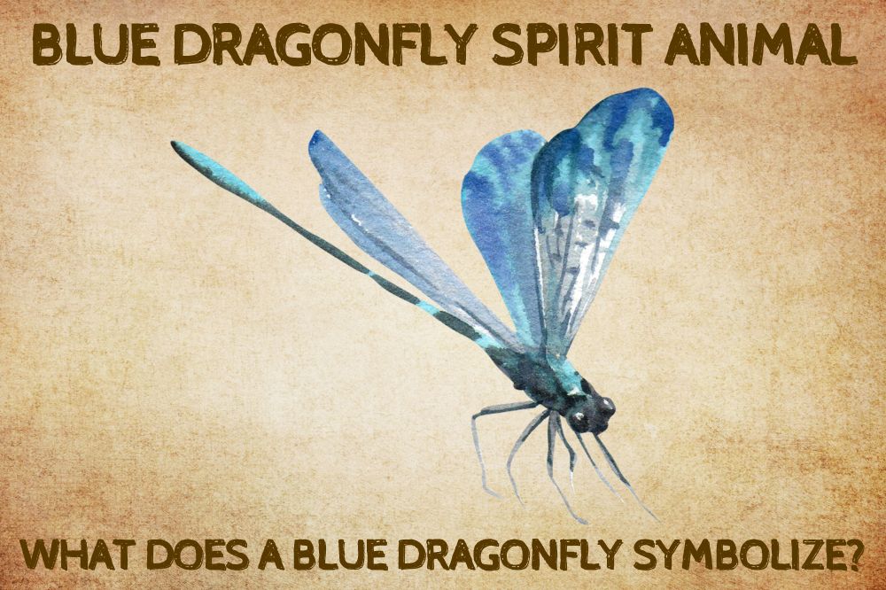 Blue Dragonfly Spirit Animal: What Does a Blue Dragonfly Symbolize?