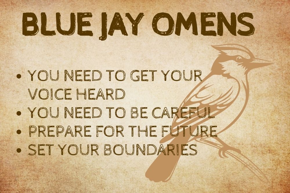 Blue Jay Omens