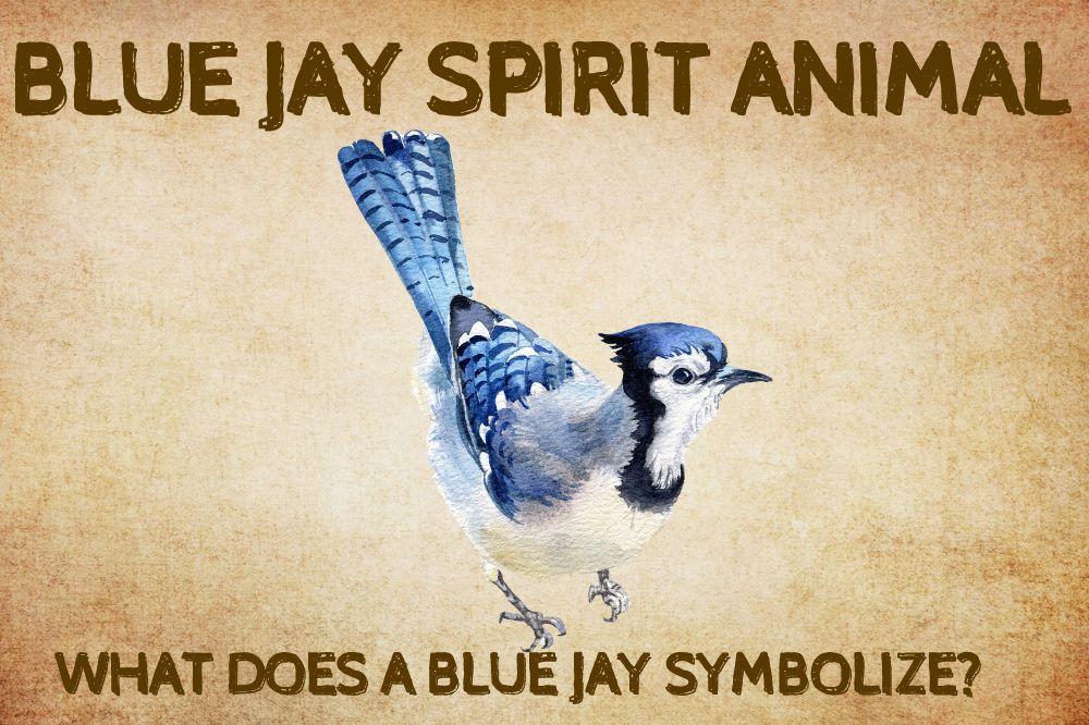 Blue Jay Spirit Animal
