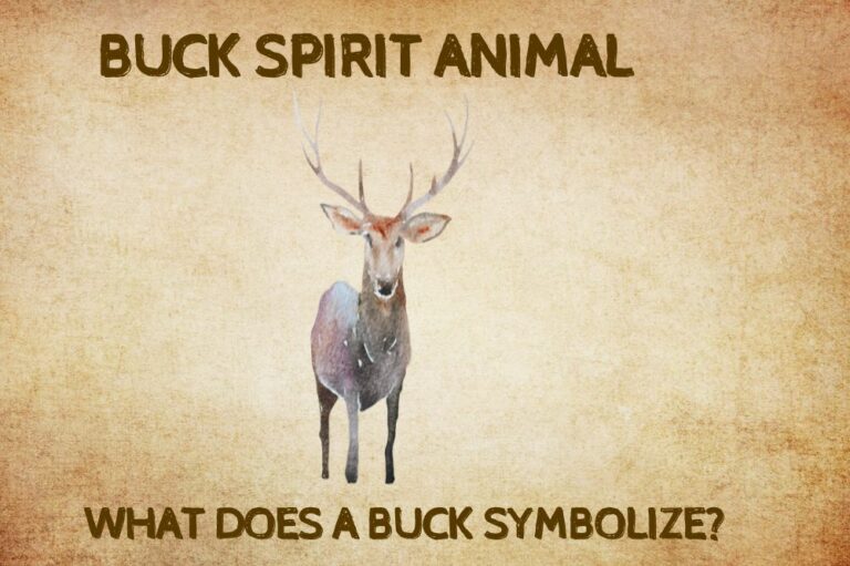 Buck Spirit Animal: What Does a Buck Symbolize?