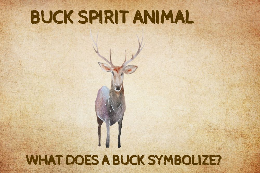 Buck Spirit Animal What Does a Buck Symbolize