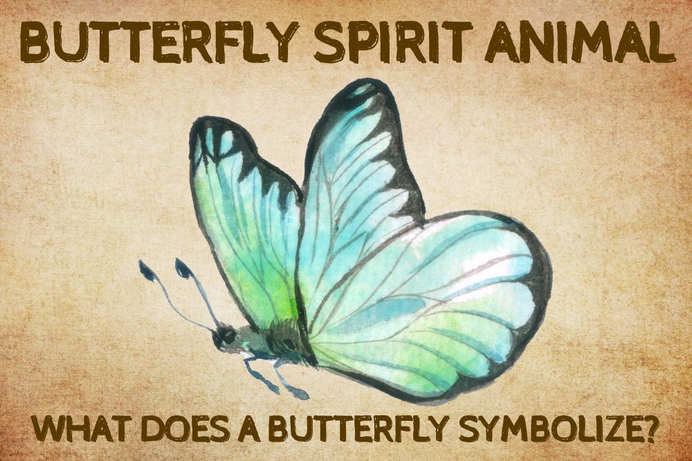 Butterfly Spirit Animal: What Does a Butterfly Symbolize?