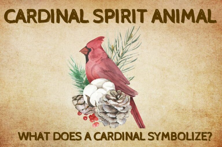 Cardinal Spirit Animal: What Does a Cardinal Symbolize?