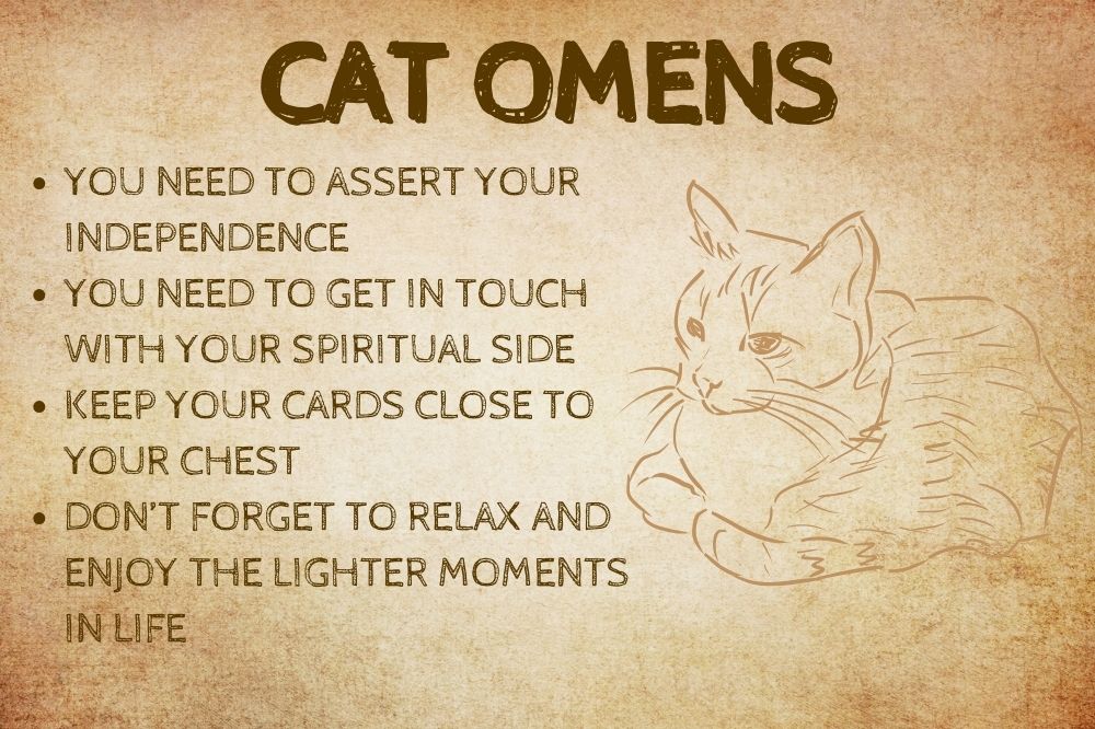 Cat Omens