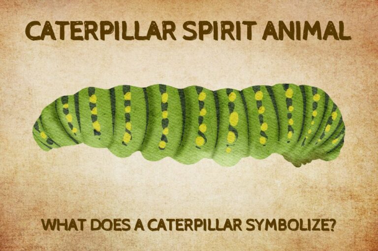 Caterpillar Spirit Animal: What Does a Caterpillar Symbolize?