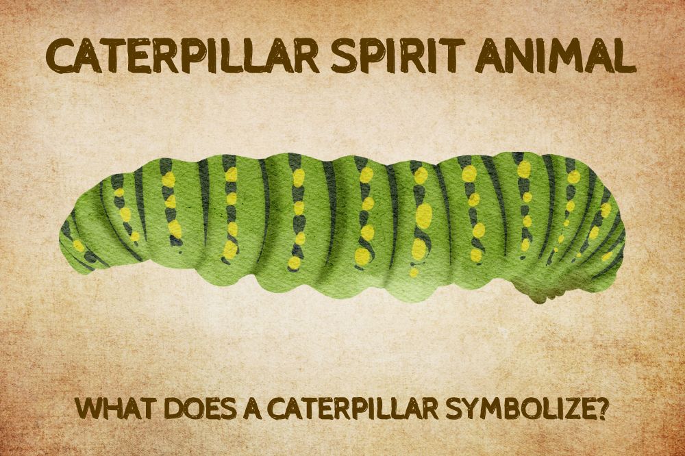 Caterpillar Spirit Animal