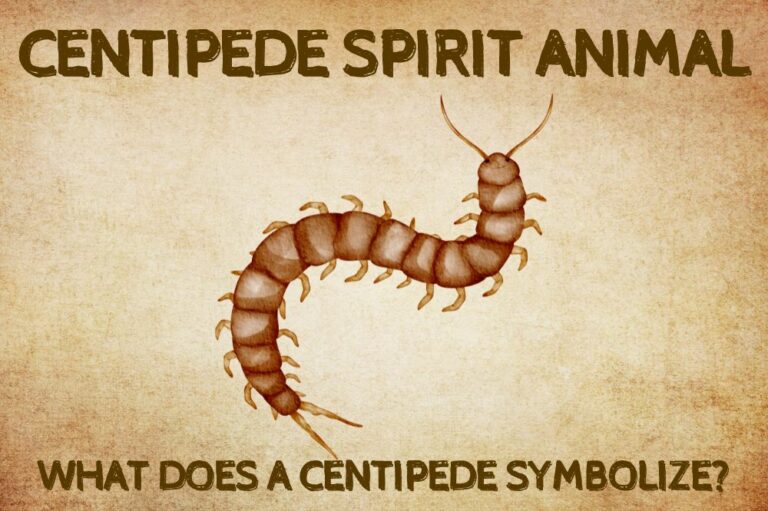 Centipede Spirit Animal: What Does a Centipede Symbolize?
