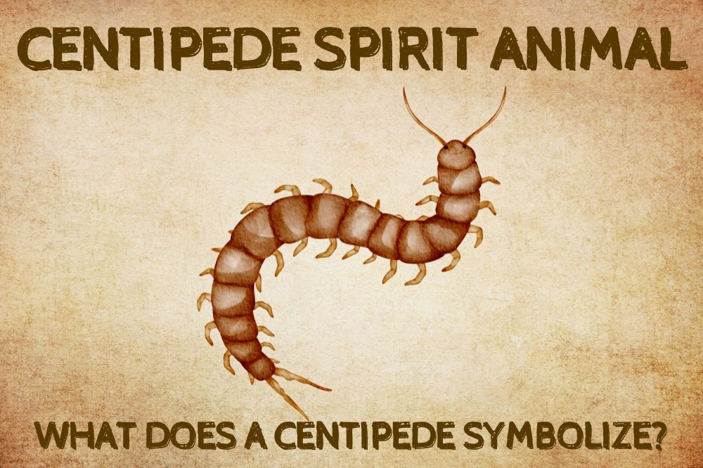 Centipede Spirit Animal