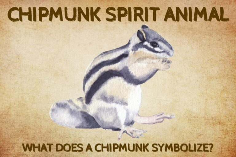 Chipmunk Spirit Animal: What Does a Chipmunk Symbolize?
