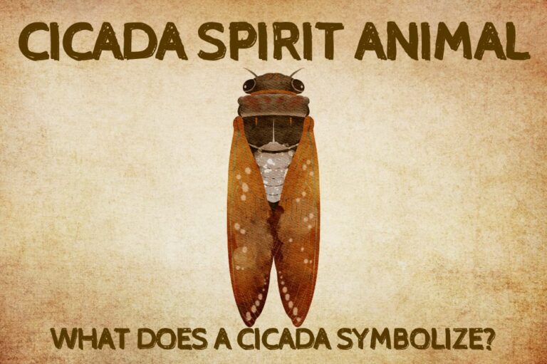Cicada Spirit Animal: What Does a Cicada Symbolize?